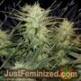 Mimosa Lemon Auto by Expert Seeds Cannabis Seeds For Sale at Just Feminized