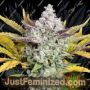 Gorilla Cookies Auto by Fast Buds Cannabis Seeds For Sale at Just Feminized