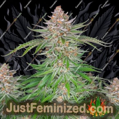 Strawberry Pie Auto by Fast Buds Cannabis Seeds For Sale at Just Feminized