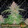 Strawberry Pie Auto by Fast Buds Cannabis Seeds For Sale at Just Feminized