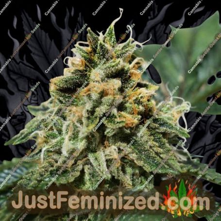 Banana Dance by Freedom of Seeds Cannabis Seeds For Sale at Just Feminized