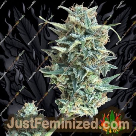 Gigabud Auto by G13 Labs Cannabis Seeds For Sale at Just Feminized