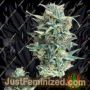 Gigabud Auto by G13 Labs Cannabis Seeds For Sale at Just Feminized