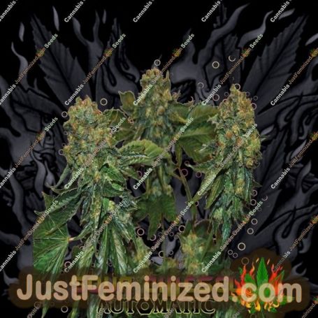 Sour Chiesel Auto by Big Buddha Seeds Cannabis Seeds For Sale at Just Feminized