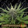 Blue Dream Auto by Garden of Green Cannabis Seeds For Sale at Just Feminized