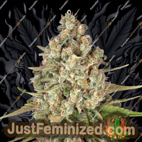 Lost Pearl by Greenhouse Seeds Cannabis Seeds For Sale at Just Feminized
