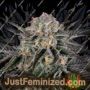 Wonder Pie by Greenhouse Seeds Cannabis Seeds For Sale at Just Feminized
