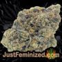 Banana Sherbet Double XL Auto by Growers Choice Buds Weed Ganja Skunk Pot Reefer Dope Herb Pics Images