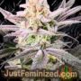 Watermelon Wedding Cake by Growers Choice Cannabis Seeds For Sale at Just Feminized