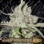 Watermelon Cake Dbl XL Auto by Growers Choice Cannabis Seeds For Sale at Just Feminized