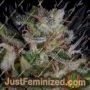 Alien Gorilla by Big Head Seeds Cannabis Seeds For Sale at Just Feminized