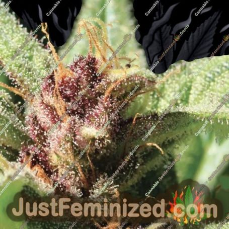 Royal Highness by Humboldt Seed Org Cannabis Seeds For Sale at Just Feminized