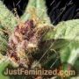Royal Highness by Humboldt Seed Org Cannabis Seeds For Sale at Just Feminized