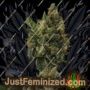 Cherry Grapefruit Auto by Kera Seeds Cannabis Seeds For Sale at Just Feminized