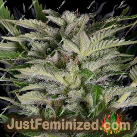Alien Technology by Big Head Seeds Cannabis Seeds For Sale at Just Feminized