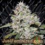 Gorilla Glue Auto by Kera Seeds Cannabis Seeds For Sale at Just Feminized
