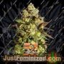 Venice Beach Afghan Auto by Kera Seeds Cannabis Seeds For Sale at Just Feminized