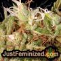 Venice Beach Afghan Auto by Kera Seeds THC CBD Close Up Trichomes Potency Yield Indica Sativa Strain Pic Images
