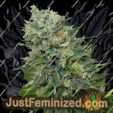 Flashberry by Mandala Seeds Cannabis Seeds For Sale at Just Feminized