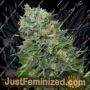 Flashberry by Mandala Seeds Cannabis Seeds For Sale at Just Feminized