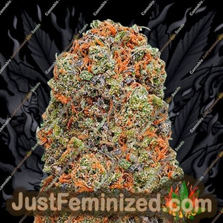 Monster Gelato by Monster Genetics Cannabis Seeds For Sale at Just Feminized