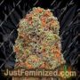 Monster Gelato by Monster Genetics Cannabis Seeds For Sale at Just Feminized