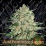 Big Bud by Nirvana Cannabis Seeds For Sale at Just Feminized