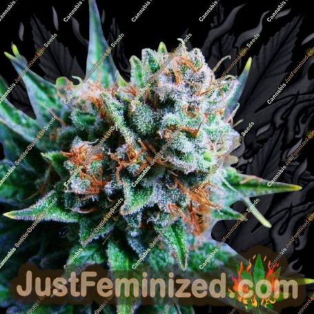 Blue Dream by Nirvana Cannabis Seeds For Sale at Just Feminized