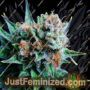 Blue Dream by Nirvana Cannabis Seeds For Sale at Just Feminized