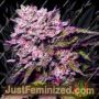 Gelato by Nirvana Cannabis Seeds For Sale at Just Feminized