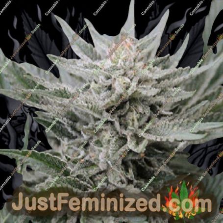 Coastal OG by 710 Genetics Cannabis Seeds For Sale at Just Feminized