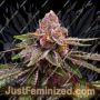 Girl Scout Cookies by Nirvana Cannabis Seeds For Sale at Just Feminized