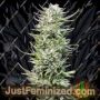 Big Freeze by Big Head Seeds Cannabis Seeds For Sale at Just Feminized