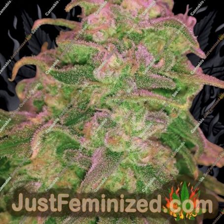 Hawaii Maui Waui Auto by Nirvana Cannabis Seeds For Sale at Just Feminized