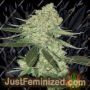 Big Stilton Auto by Big Head Seeds Cannabis Seeds For Sale at Just Feminized
