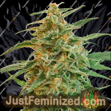 Gorilla Auto by 00 Seeds Cannabis Seeds For Sale at Just Feminized