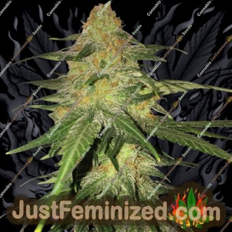 Bubble Gum by 00 Seeds Cannabis Seeds For Sale at Just Feminized