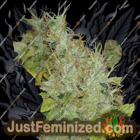 Bubble Gum by 00 Seeds Cannabis Seeds For Sale at Just Feminized