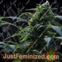 CBG Nectar by Original Sensible Cannabis Seeds For Sale at Just Feminized