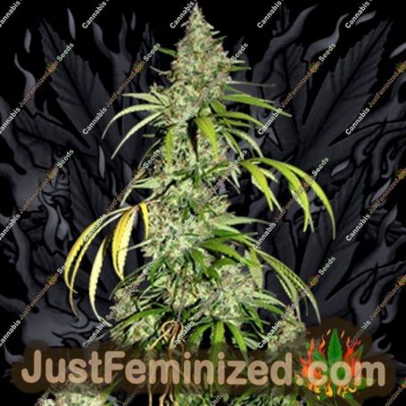 Bubblehead No.13 by Big Head Seeds Cannabis Seeds For Sale at Just Feminized