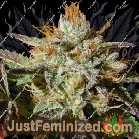 Wedding Cookies by Original Sensible Cannabis Seeds For Sale at Just Feminized