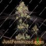 Sunset Paradise by Paradise Seeds Cannabis Seeds For Sale at Just Feminized