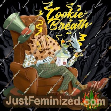 Cookie Breath Auto by Penthouse Seeds Cannabis Seeds For Sale at Just Feminized