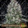 Chemdawg No.4 by Big Head Seeds Cannabis Seeds For Sale at Just Feminized