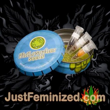 Da Critical by Philosopher Seeds Souvenir Marijuana Seeds Original Breeder Packaging