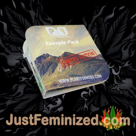 MR X Kush by Plantformers Souvenir Marijuana Seeds Original Breeder Packaging