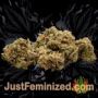 Alien Cookies by Purple Caper Buds Weed Ganja Skunk Pot Reefer Dope Herb Pics Images