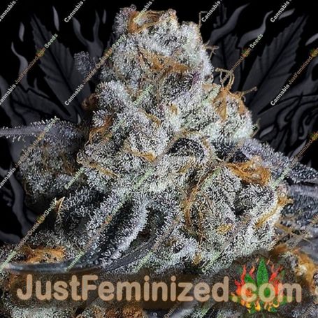 Crystal Gelato by Big Head Seeds Cannabis Seeds For Sale at Just Feminized