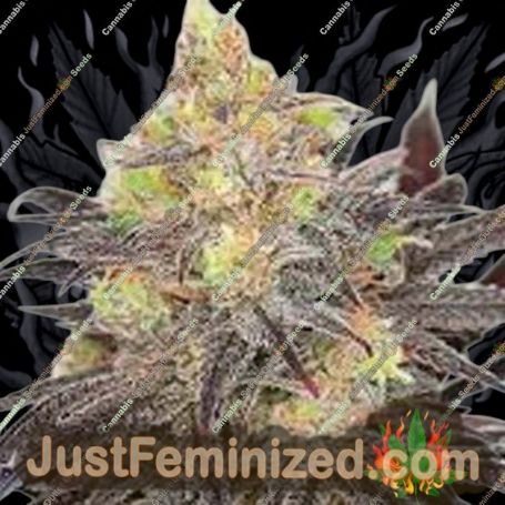 Dreamcatcher by 710 Genetics Cannabis Seeds For Sale at Just Feminized