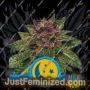 Purplematic by Royal Queen Cannabis Seeds For Sale at Just Feminized